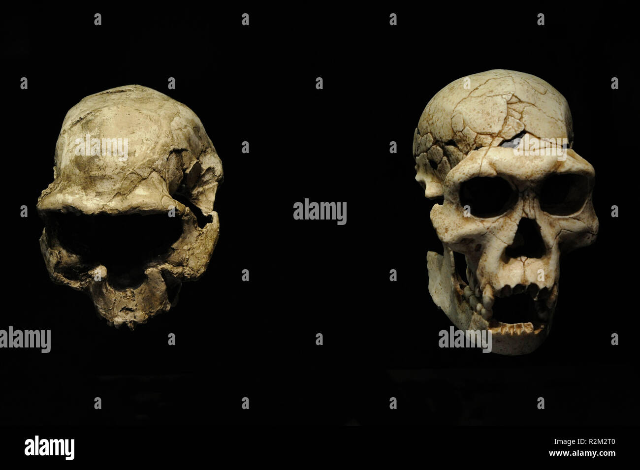 Homo georgicus. Auf der linken Seite, die Reproduktion der Schädel D 2282 wahrscheinlich einer jungen Frau. Schädelkapazität, 650-660 cm; auf der rechten Seite, die Reproduktion der Schädel D2700 und der Kiefer D2735 entspricht einem männlich. Gewicht 40-50 Kg. Größe, 150 cm. Schädelkapazität, 600-700 cc. 1,8 Millionen Jahre. Unteren Pleistozän. Lebensraum, steppe Wälder. Gefunden in Dmanisi (Georgien). Nationalen Archäologischen Museum. Madrid. Spanien. Stockfoto