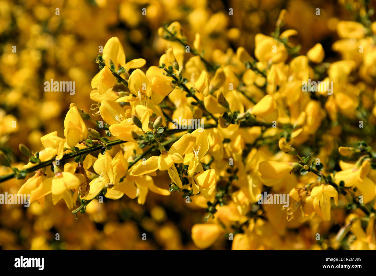 Besen Stockfoto