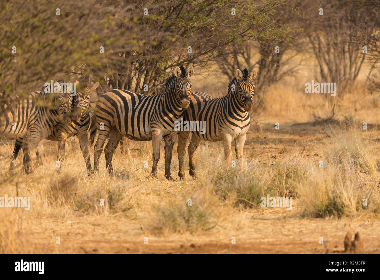 Zebra oder Zebras Gruppe in freier Wildbahn bei Sonnenuntergang in Erindi Private Game Reserve in Namibia, Afrika Stockfoto