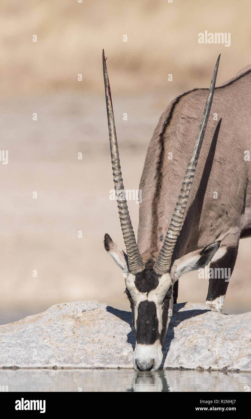 Oryx in semi-Wüste Stockfoto