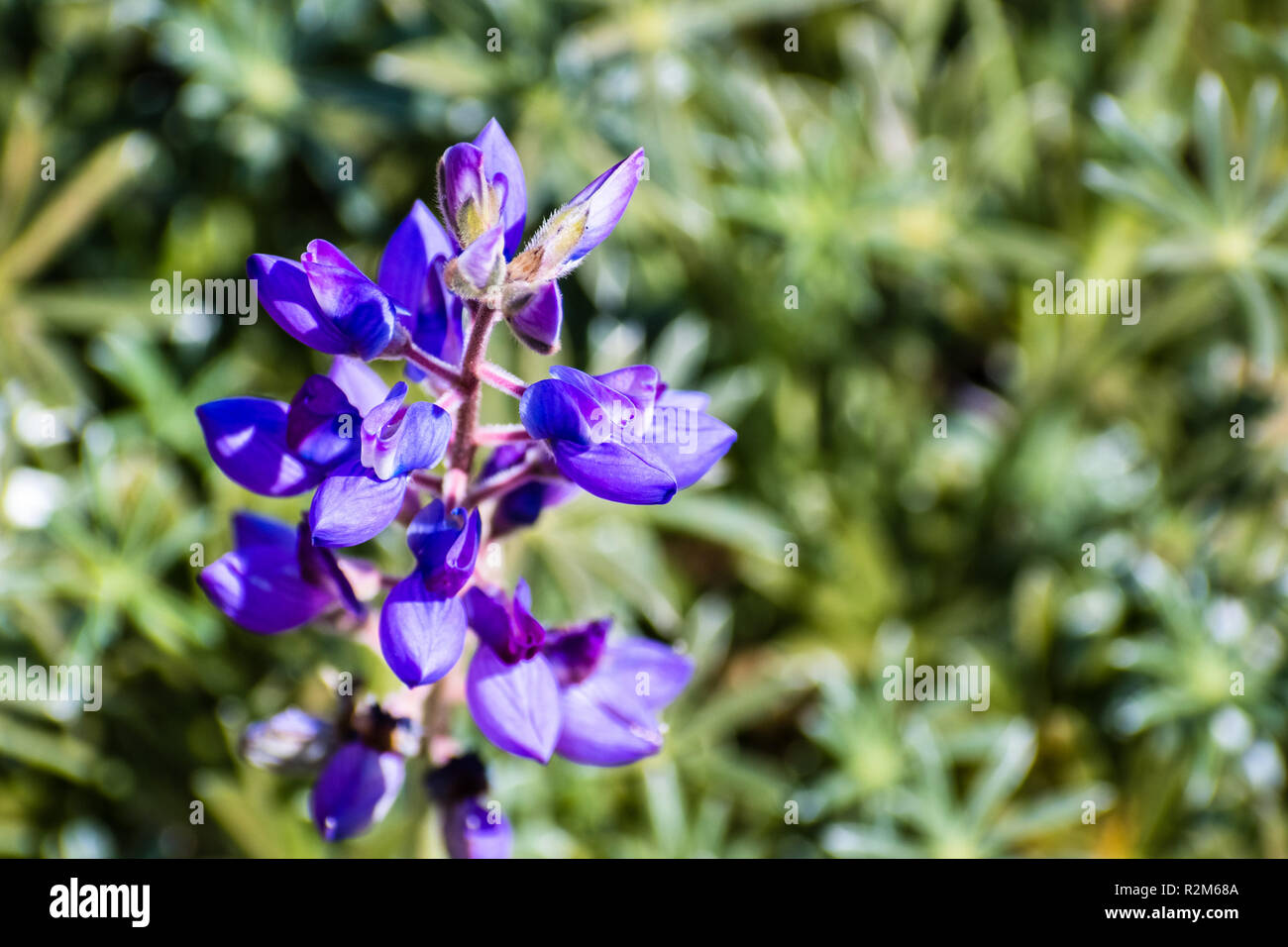 Nahaufnahme von Lila Silber Lupine (Lupinus Albifrons) Wildblumen blühen in den Marin Headlands, North San Francisco Bay Area, Kalifornien Stockfoto