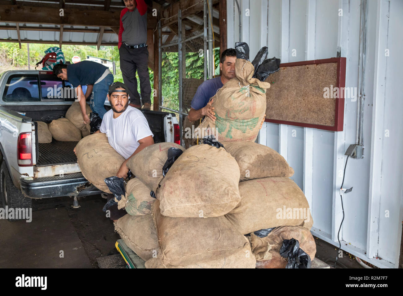 Captain Cook, Hawaii - Arbeitnehmer entlasten rohe Kaffeebohnen (kaffeekirschen) von einer unabhängigen Bauern im Royal Kona Kaffee Rösterei. Stockfoto