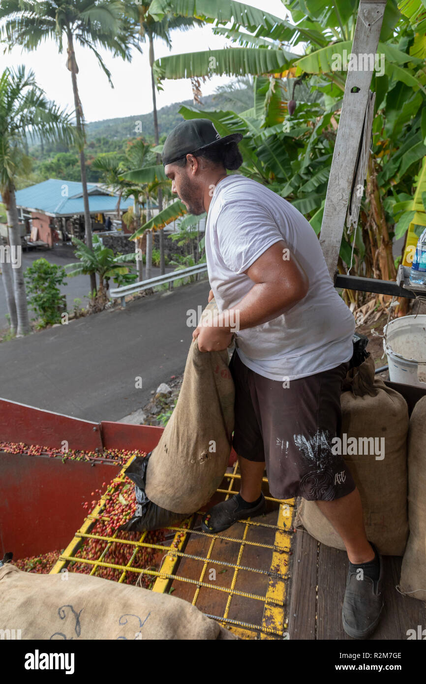 Captain Cook, Hawaii - ein Arbeiter entlädt rohe Kaffeebohnen (kaffeekirschen) von einer unabhängigen Bauern im Royal Kona Kaffee Rösterei. Stockfoto