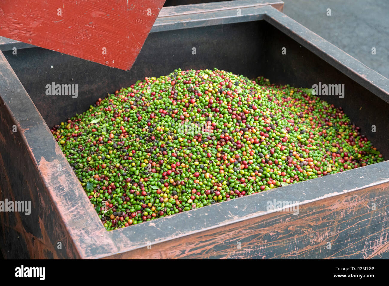 Captain Cook, Hawaii - Rote und grüne Kaffeebohnen (kaffeekirschen) im Royal Kona Kaffee Rösterei. Stockfoto