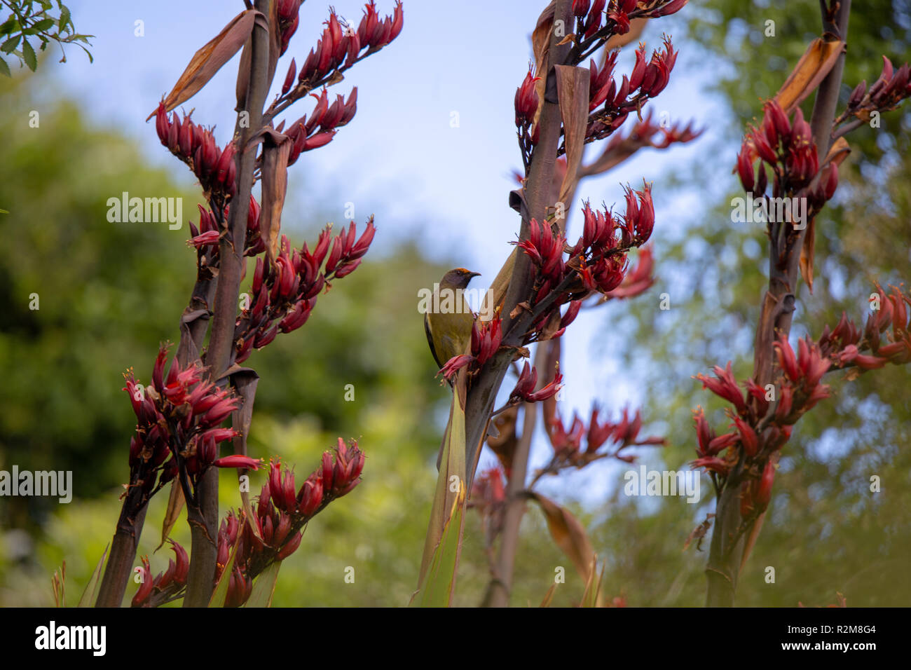 A bellbird Huscht unter den Blumen Essen auf Nektar und bestäuben Der flaxes wie es geht Stockfoto