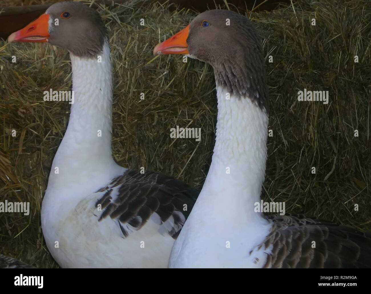 Pommersche Gänse Stockfoto