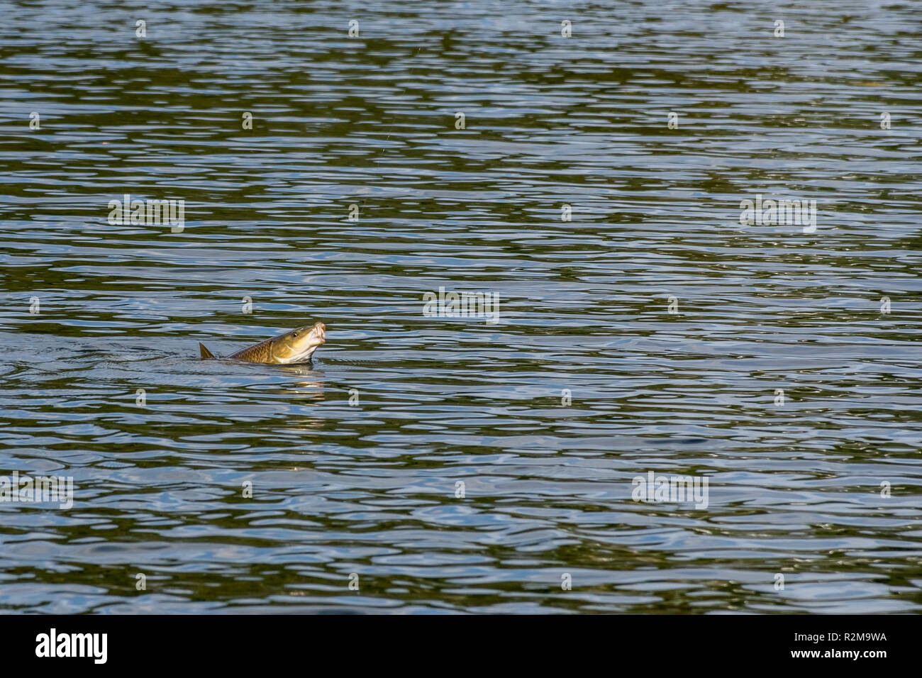 Barbe. Barbus barbus, auf dünnen Angelschnur in Richtung Kescher gezogen werden gefangen. Der Fisch ist in goldenes Sonnenlicht beleuchtet. Stockfoto