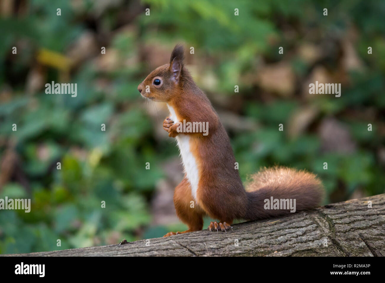 Eichhörnchen (Sciurus vulgaris) steht auf der Rückseite der Beine im Wald auf. Stockfoto