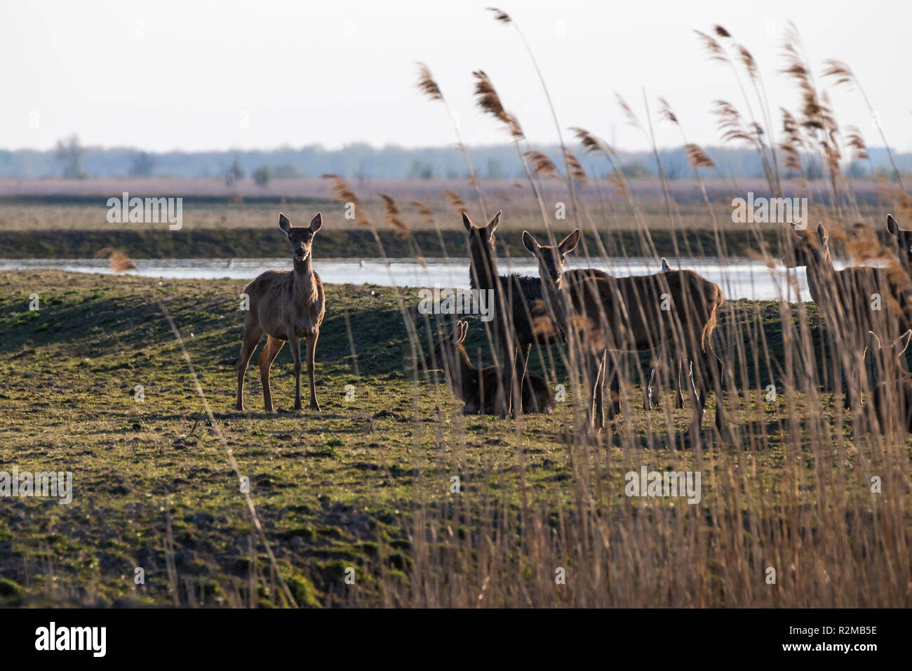 Herde von Rotwild in Schilf und Wiesen im Nature Conservation Park Oostvaardersplassen, Niederlande Stockfoto