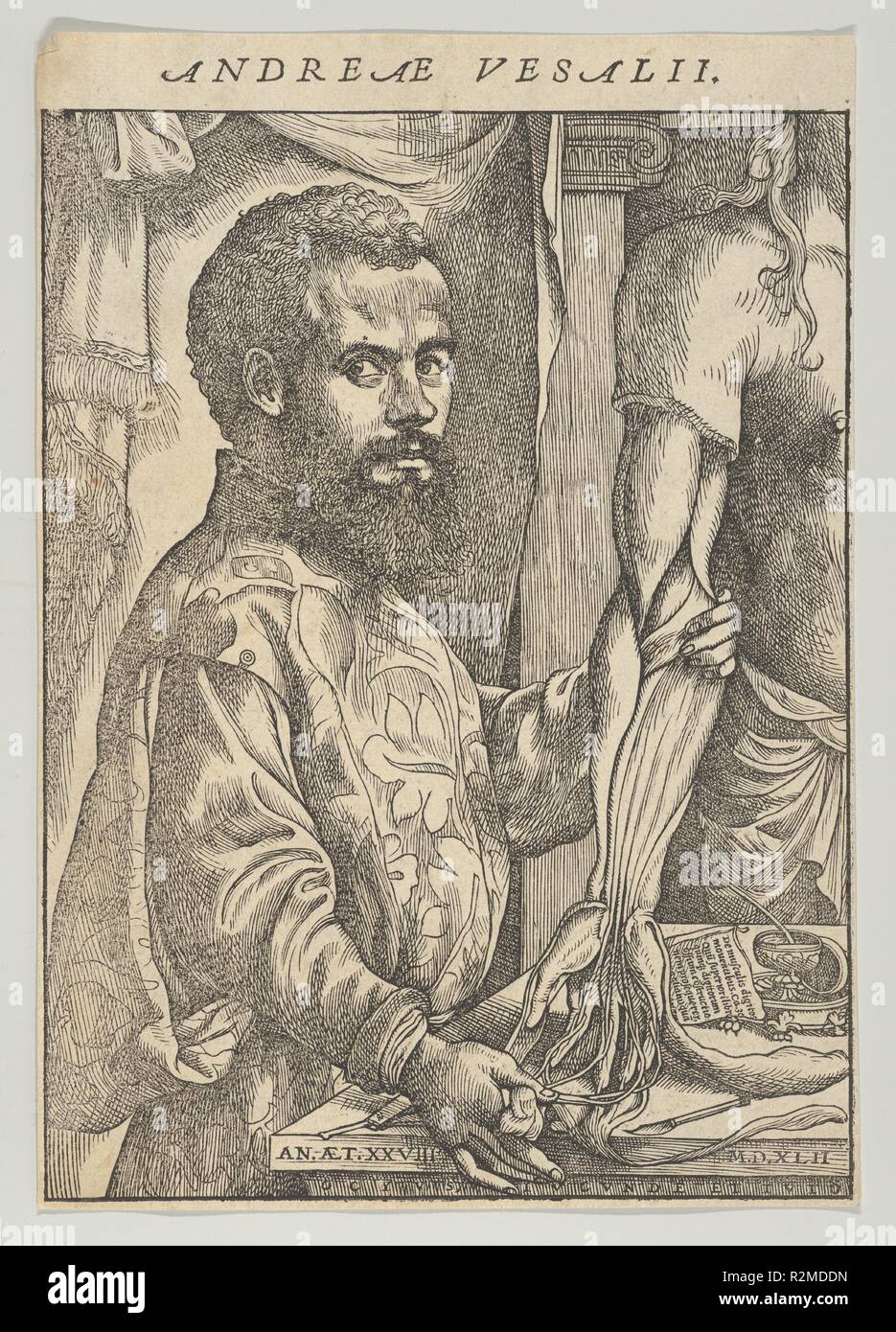 Portrait von Andreas Vesalius, halbe Länge im Profil stand vor einer Tabelle Sezieren der Arm eines Körpers; Frontispiz Andreas Vesalius "De Humani Corporis Fabrica libri septem". Artist: zugeschrieben, Johannes von Calcar (John Stephen Calcar) (Niederländischen, Calcar, Kleve 1499-1546/50 Neapel (Italien)). Maße: Blatt: 8 3/8 x 5 11/16 in. (21,2 × 14,5 cm). Datum: 1542. Museum: Metropolitan Museum of Art, New York, USA. Stockfoto