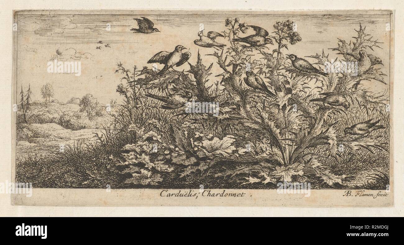 Carduëlis, Chardonnet (Der stieglitz): Livre d'Oyseaux (Buch der Vögel). Artist: Albert Flamen (Flämisch, geboren Ca. 1620, aktive 1648-88). Maße: Blatt: 4 x 7 15/16 in. (10,2 x 20,2 cm). Serie/Portfolio: Livre d'Oyseaux (Buch der Vögel). Datum: 1655-1660. Museum: Metropolitan Museum of Art, New York, USA. Stockfoto