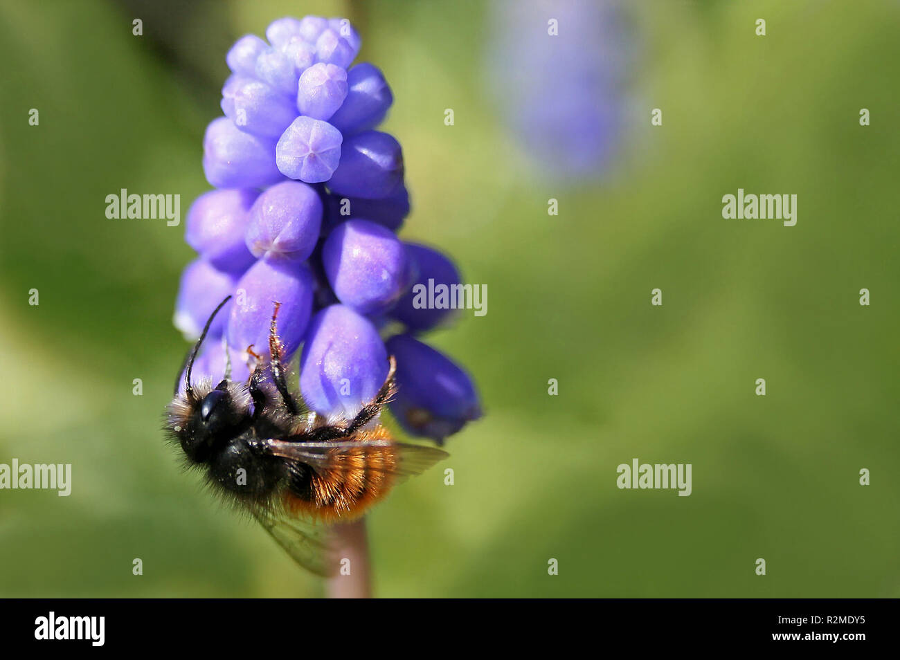 Hummel Stockfoto