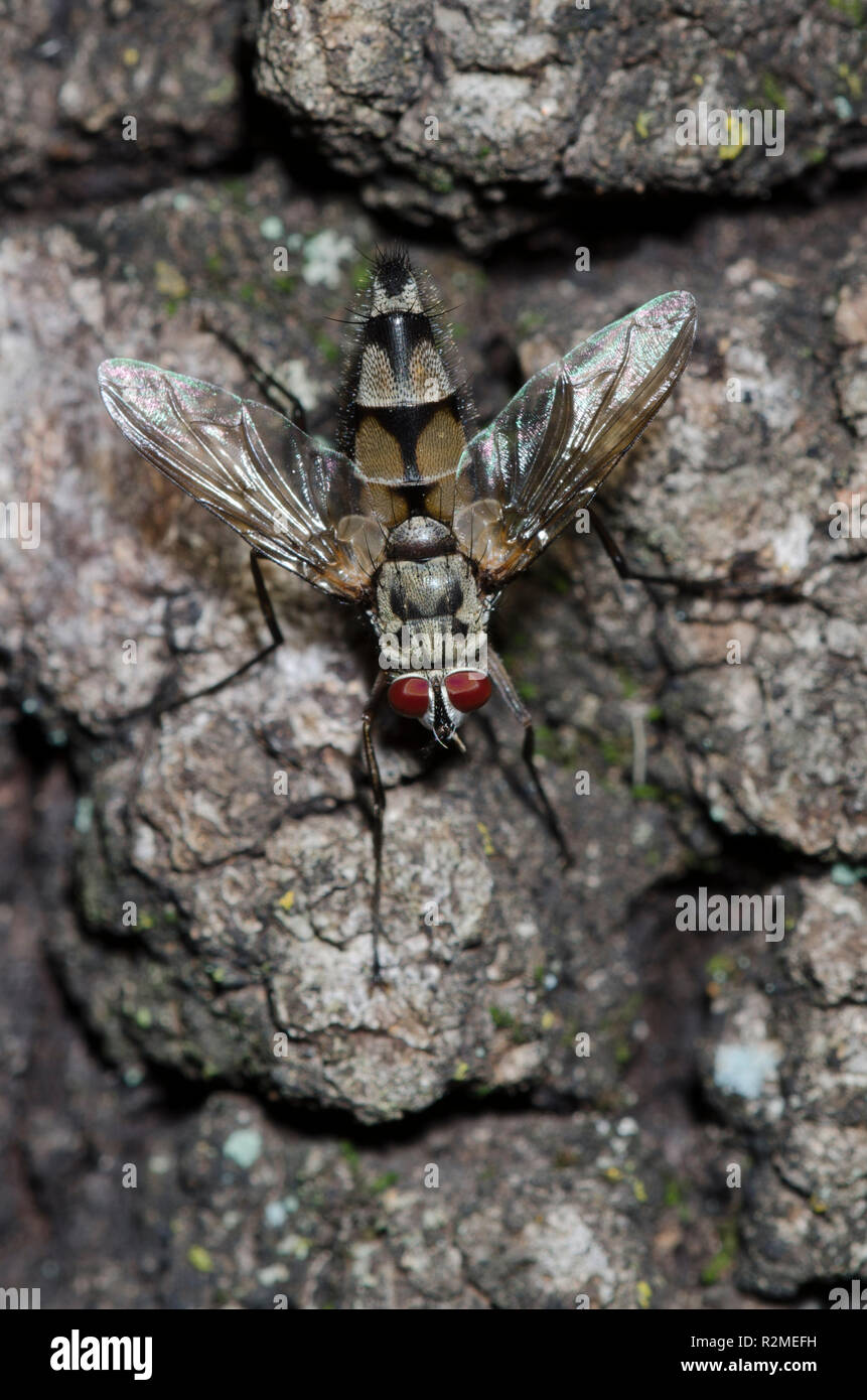 Fliegen Tachinid Zelia vertebrata, männlich Stockfoto