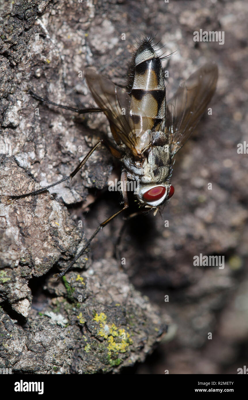 Fliegen Tachinid Zelia vertebrata, männlich Stockfoto