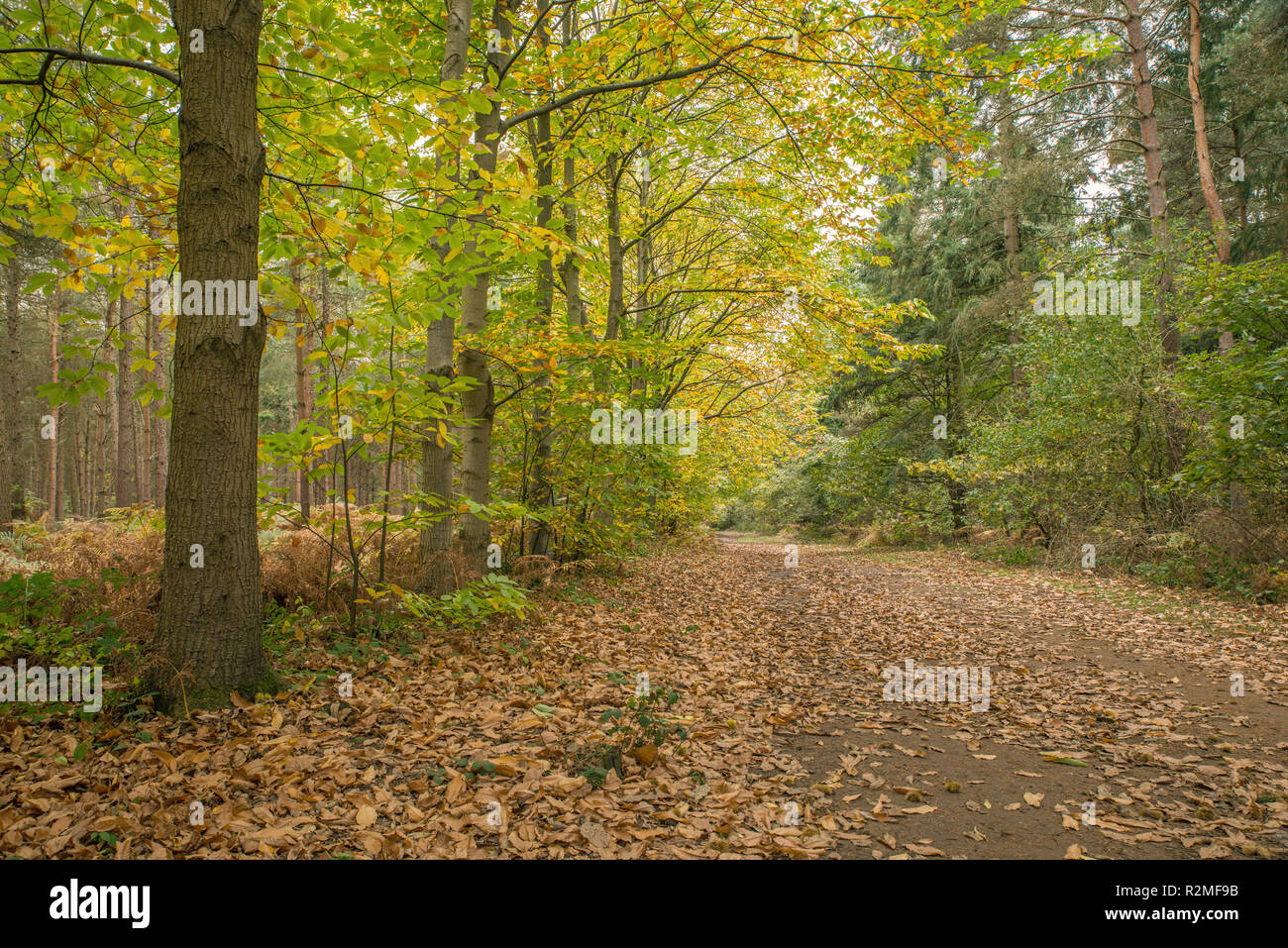 Herbst Herbst Northamptonshire Vereinigtes Königreich Stockfoto