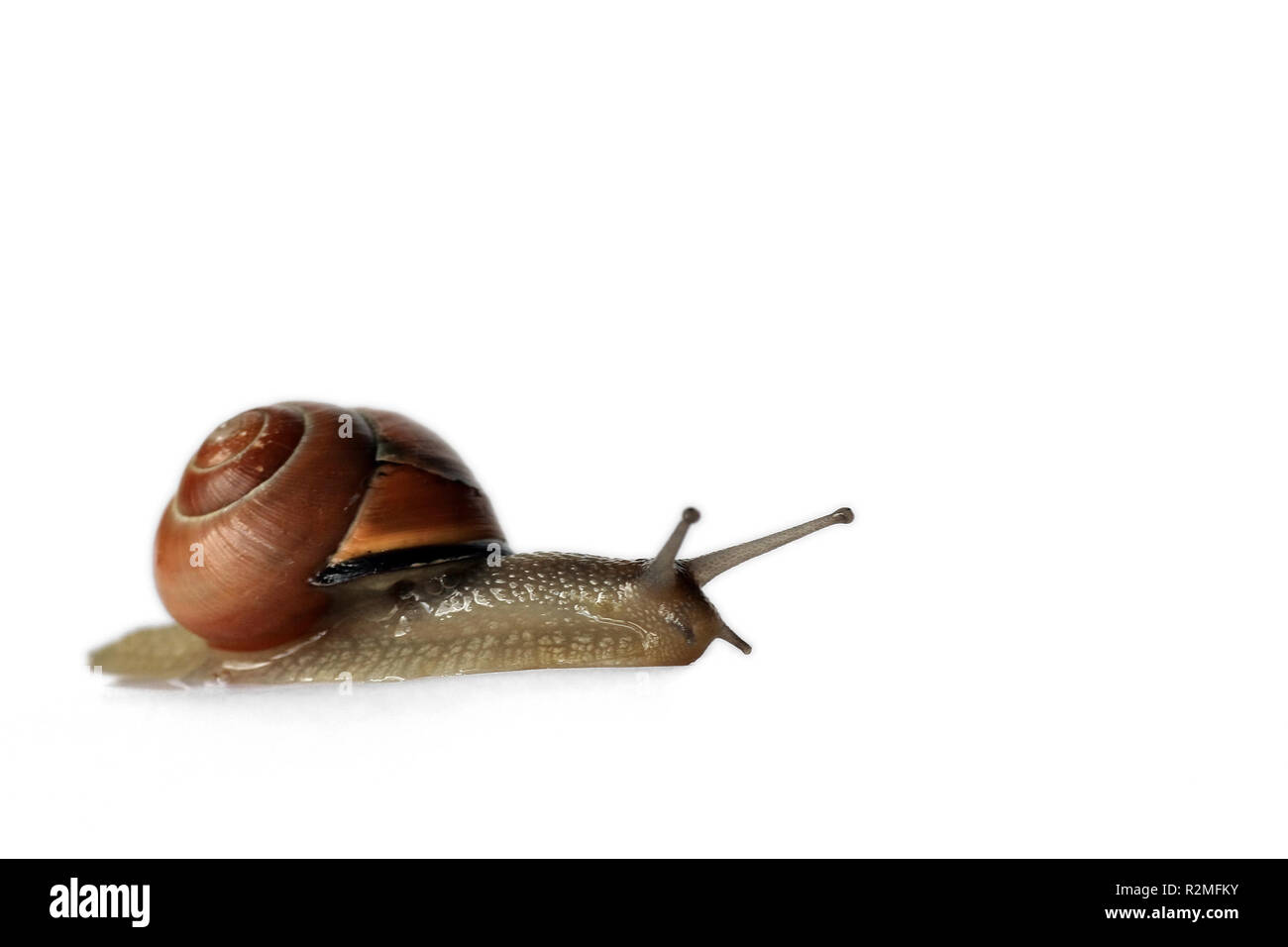 Schnecke Stockfoto