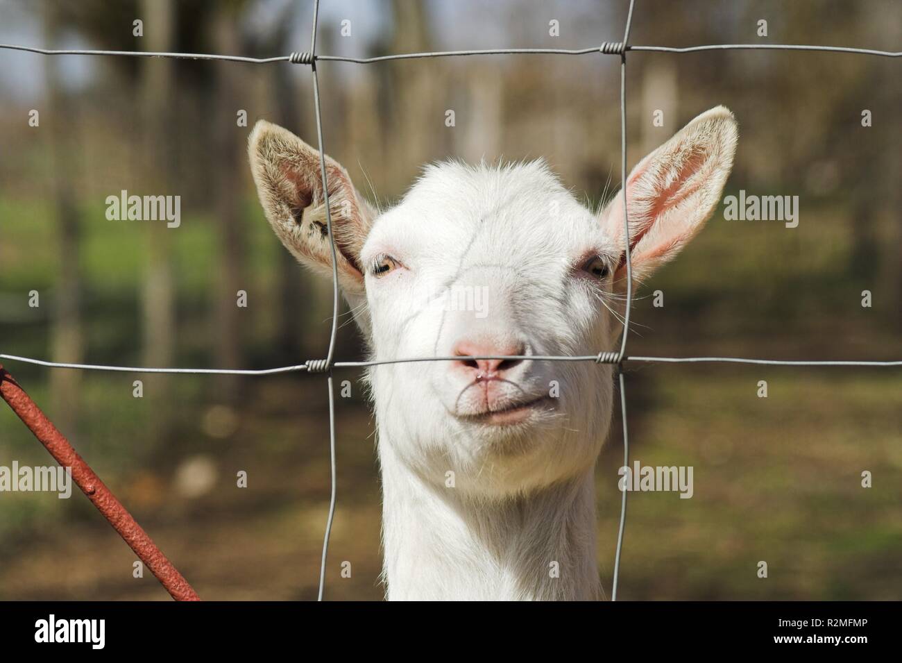 Ziege Stockfoto