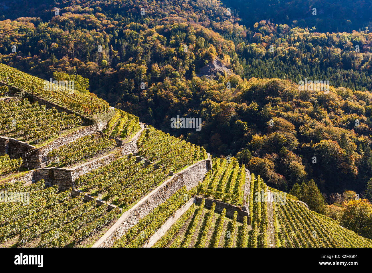 Schweiz, Kanton Waadt, Rhône-Tal, Aigle, Weinberge, Terrassen, Weinbau, Herbst Stockfoto