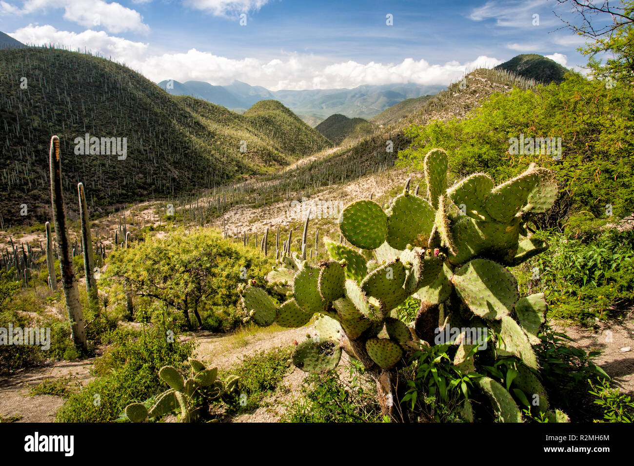 Kaktus Landschaft in der Tehuacan-Cuicatlan finden in Puebla, Mexiko. Stockfoto