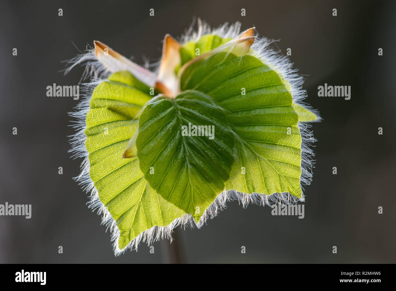 frische Buche Blätter Stockfoto