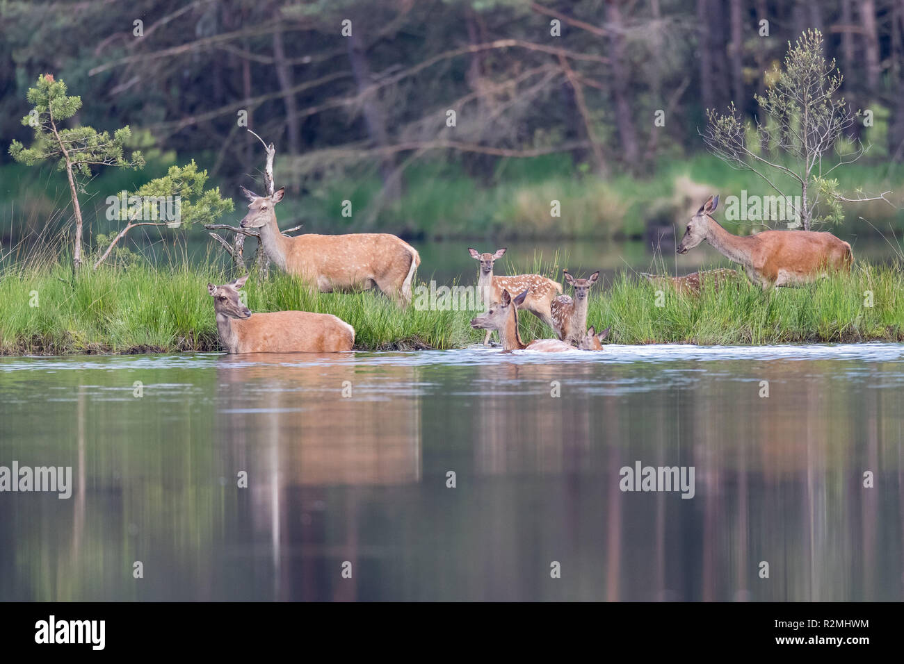 Rehe Baden Stockfoto