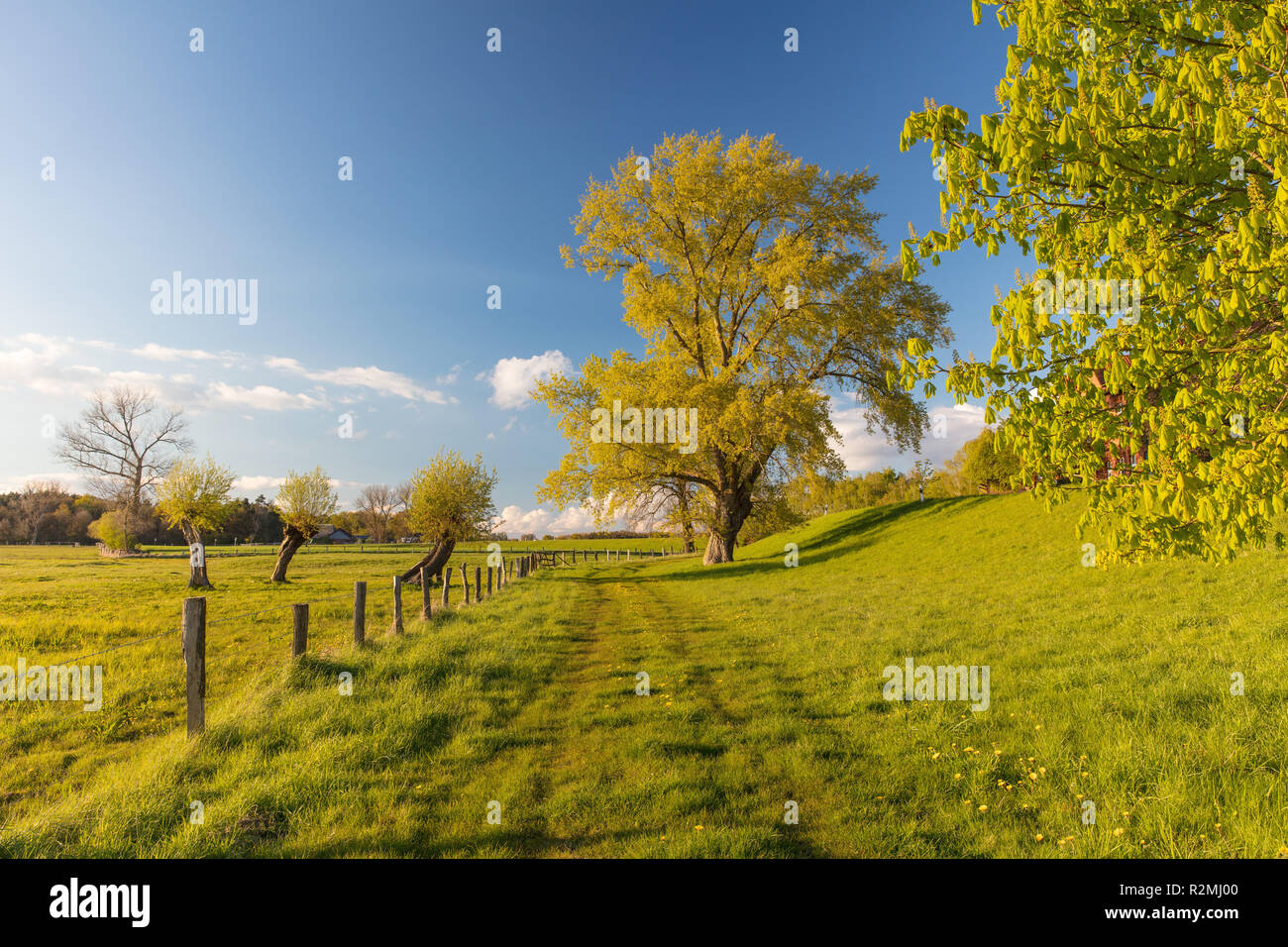 Schwarzpappel, Populus nigra Stockfoto
