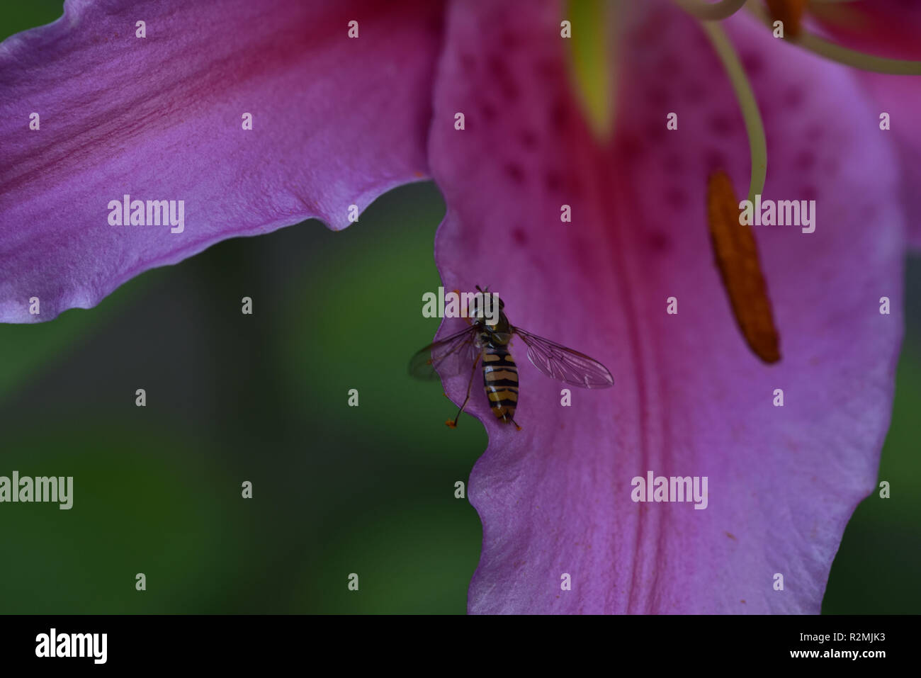 Hoverfly auf Blüte Stockfoto