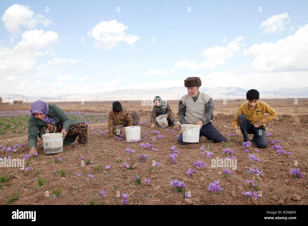 Eine iranische Familie holt Safran Blumen auf seine eigene Plantage, die Stadt in der Provinz Khorasan Torbat für große bekannt ist, Safran Plantagen Stockfoto