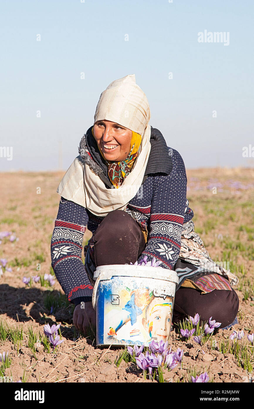 Während der Safran Ernte, viele Frauen und Männer, die nicht Ihre eigenen Felder für andere Landwirte Arbeiten haben, Stockfoto