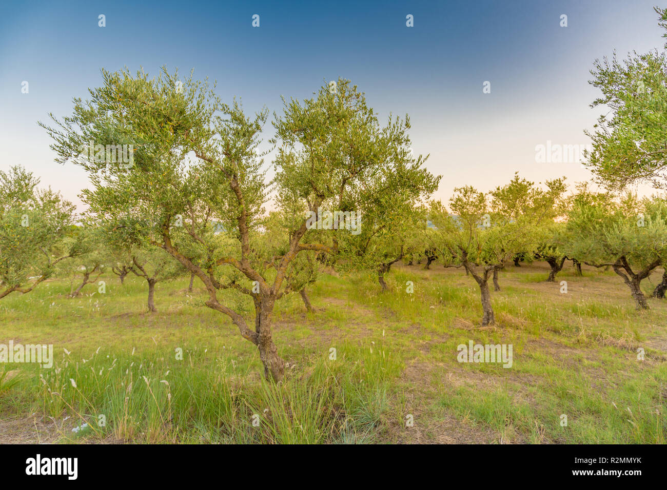 Olivenölbäume voll mit Oliven in Griechenland im Winter bereit für die Ernte Stockfoto