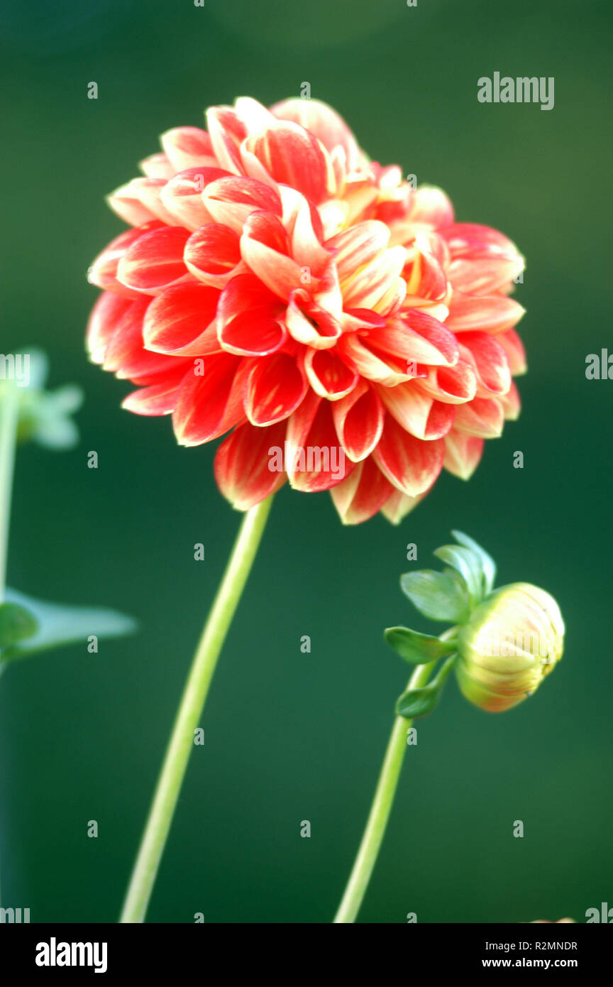 DahlienblÃ¼te Stockfoto