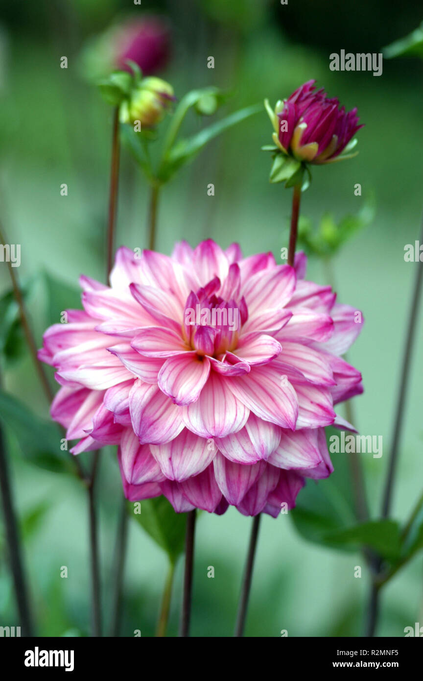 DahlienblÃ¼te Stockfoto