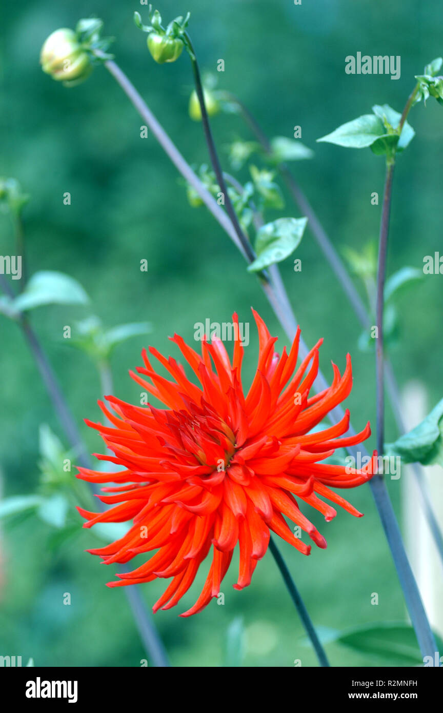 DahlienblÃ¼te Stockfoto