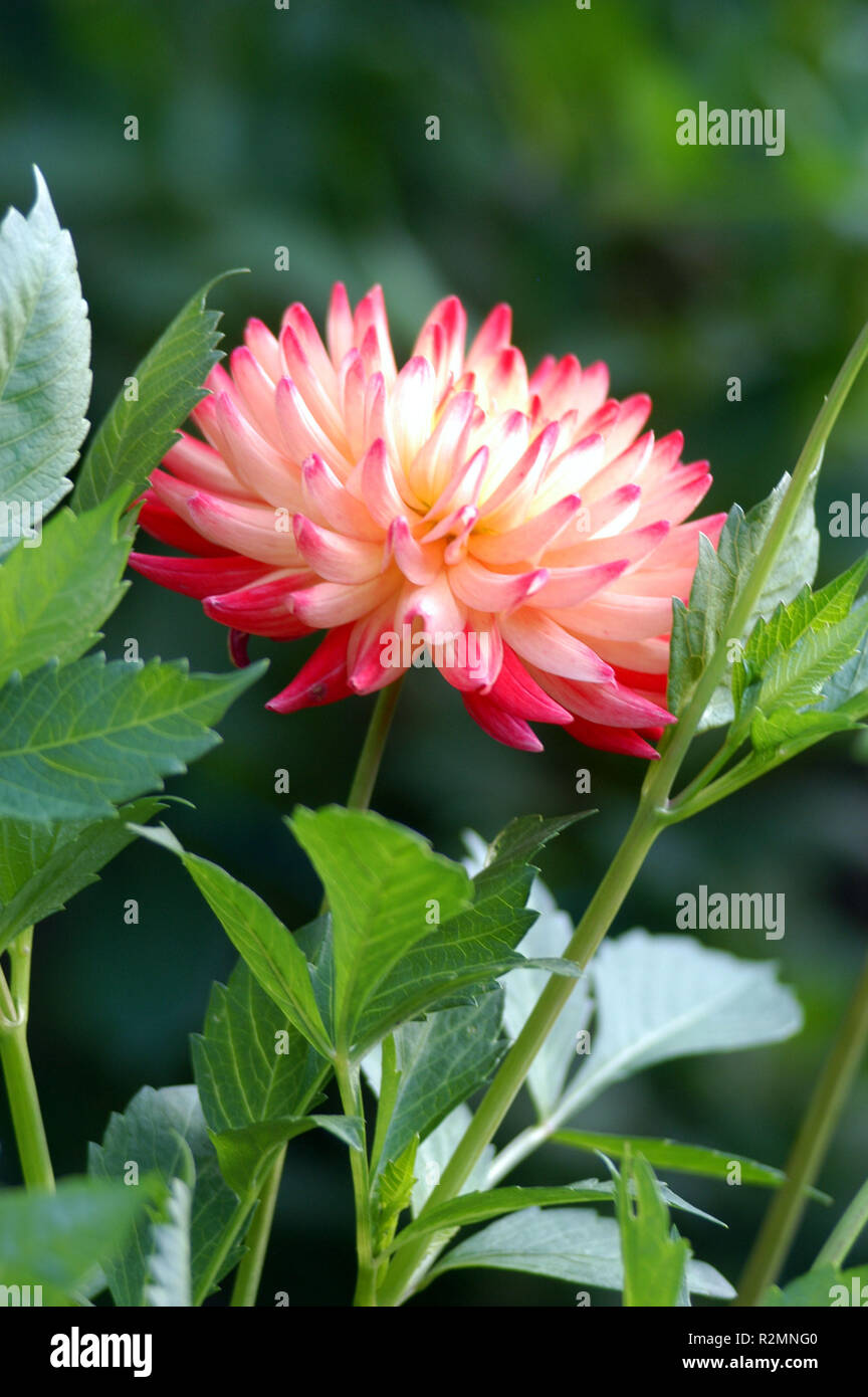 DahlienblÃ¼te Stockfoto