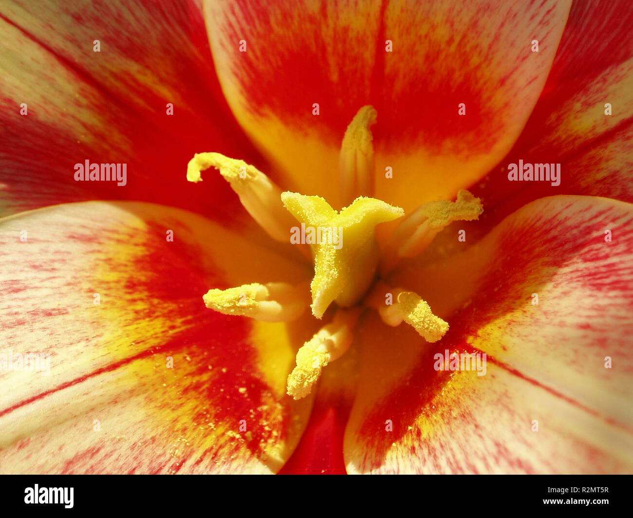 Fiery Tulip Stockfoto