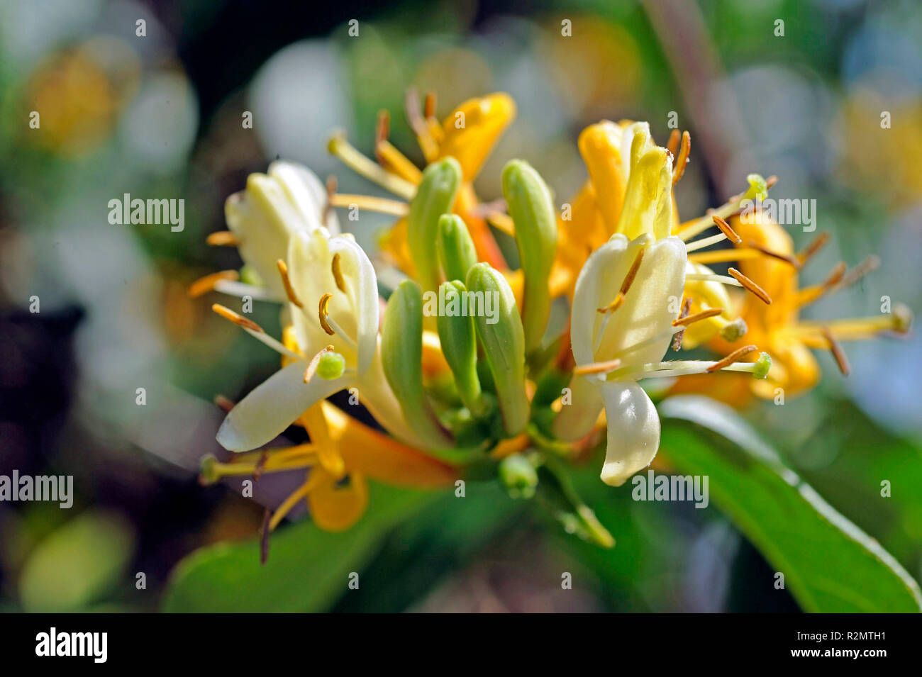 Gelbe Lonicera, auch Gelbe Geißblatt oder Echsen der Gattung lonicera The President' Kupfer Schönheit", eine dekorative Kletterpflanze auf einem klettern Unterstützung im Garten, Nahaufnahme Stockfoto