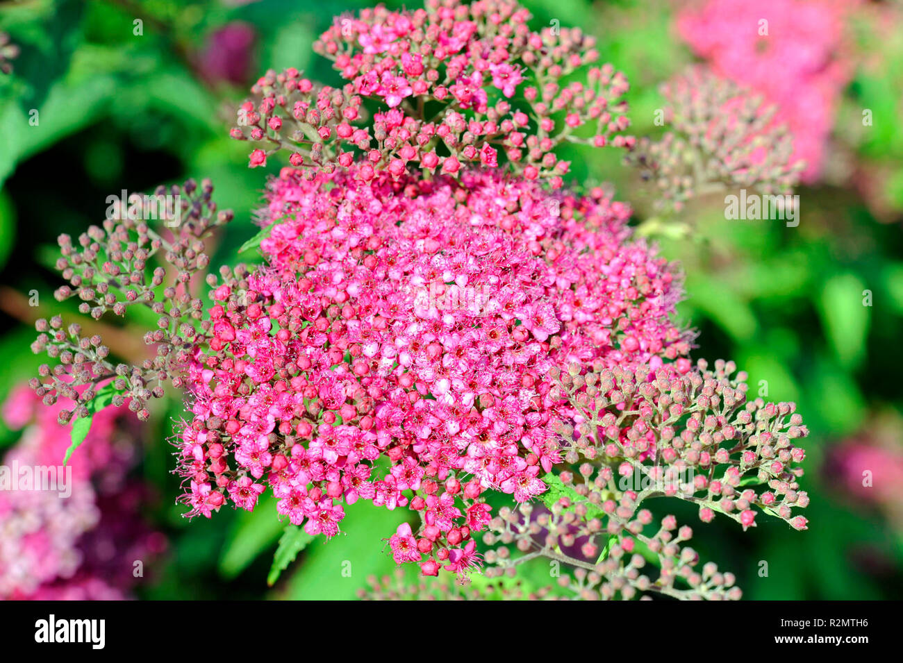 Mit rosa bis dunkel rosa corymb, anspruchslose Fabrikantenvilla japonica blüht im sonnigen Plätzen im Garten den ganzen Sommer lang Stockfoto