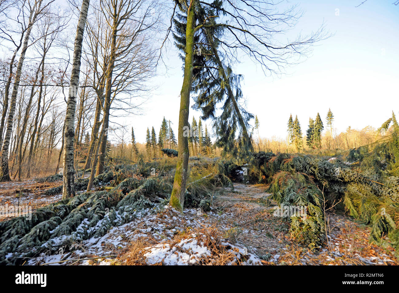 Sturm "Friederike" in Sachsen Ende Januar 2018 in Hurrikanstärke gefegt und Links schwere Schäden in den Wäldern von Sachsen durch umgestürzte Bäume, wie hier in Colditzer Wald Stockfoto