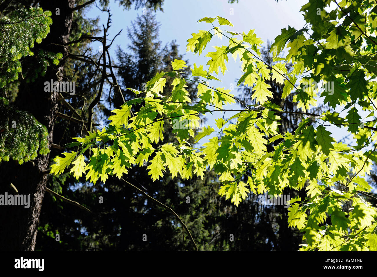 Natürlichen Mischwald mit Fichte und Laubbäumen wie rote Eiche Quercus rubra Stockfoto