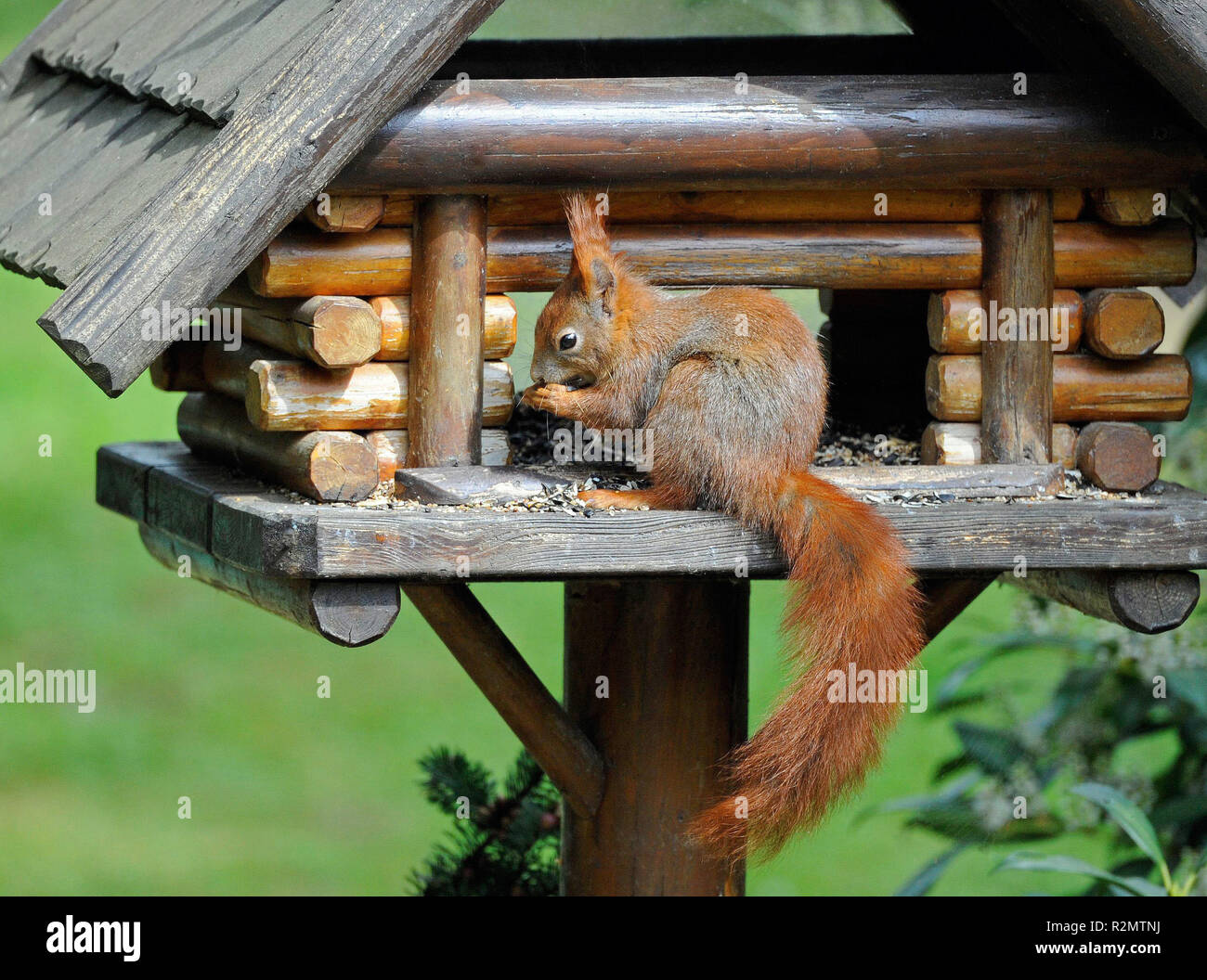 Eichhörnchen Snacks auf dem Vogelhäuschen im Garten Stockfoto