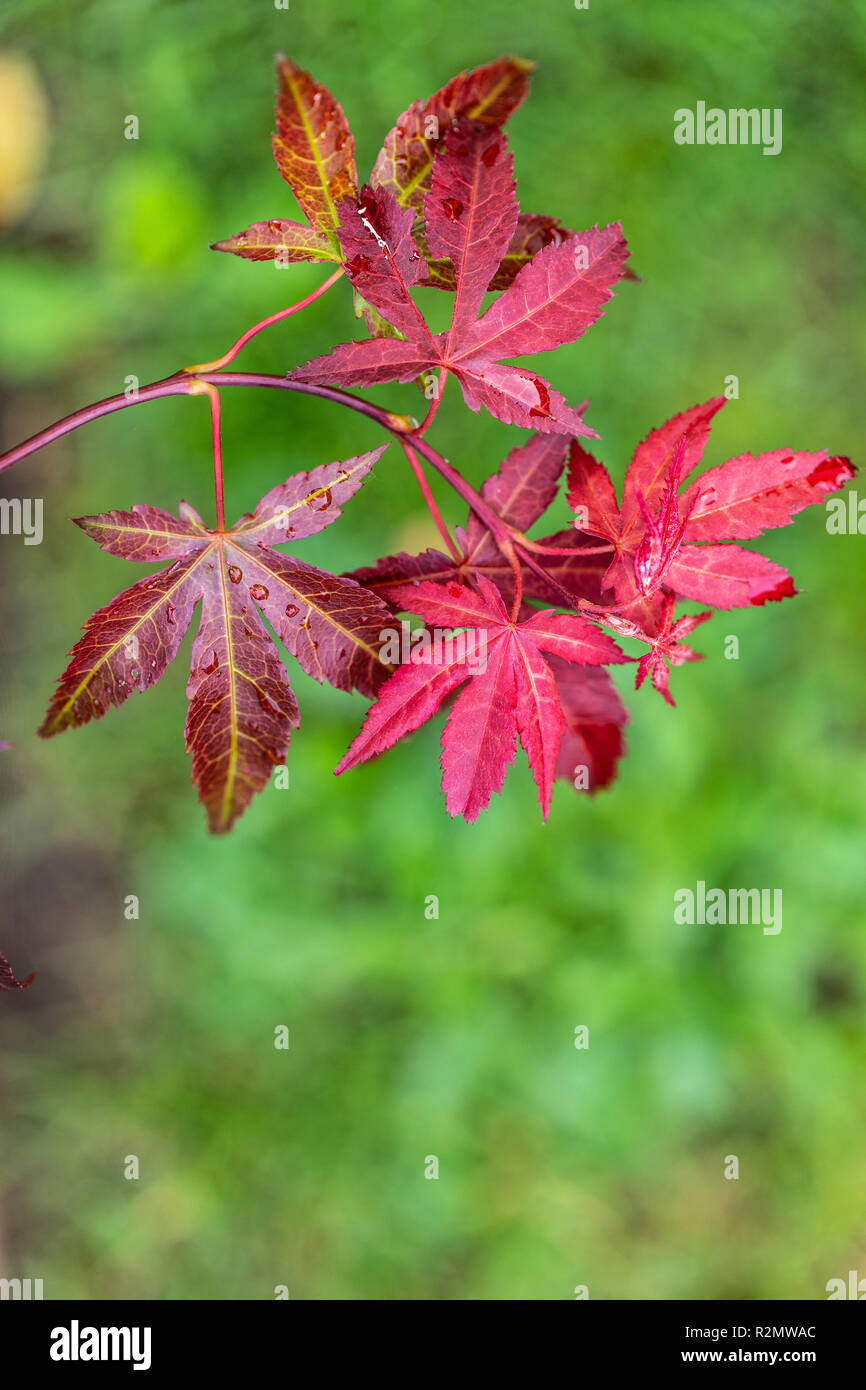 Japanischer Ahorn, Acer palmatum, Rot, Blätter, Wasser tropfen, close-up Stockfoto