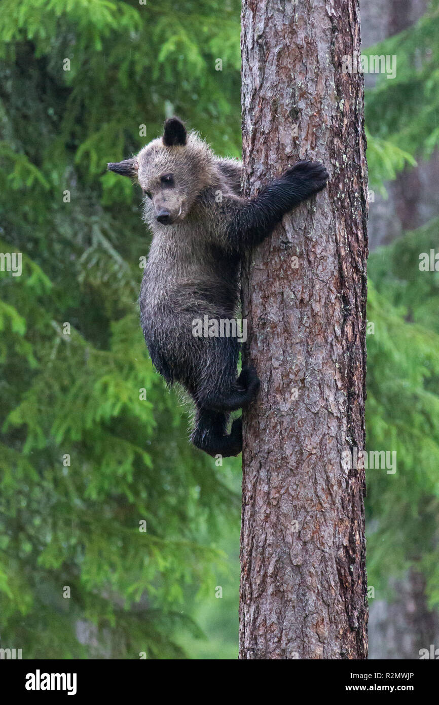 Braunbär, Usus arctos, Cub auf Baum Stockfoto
