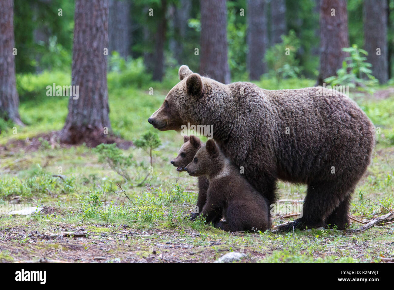 Braunbär, Usus arctos, Mutter mit zwei Jungen Stockfoto