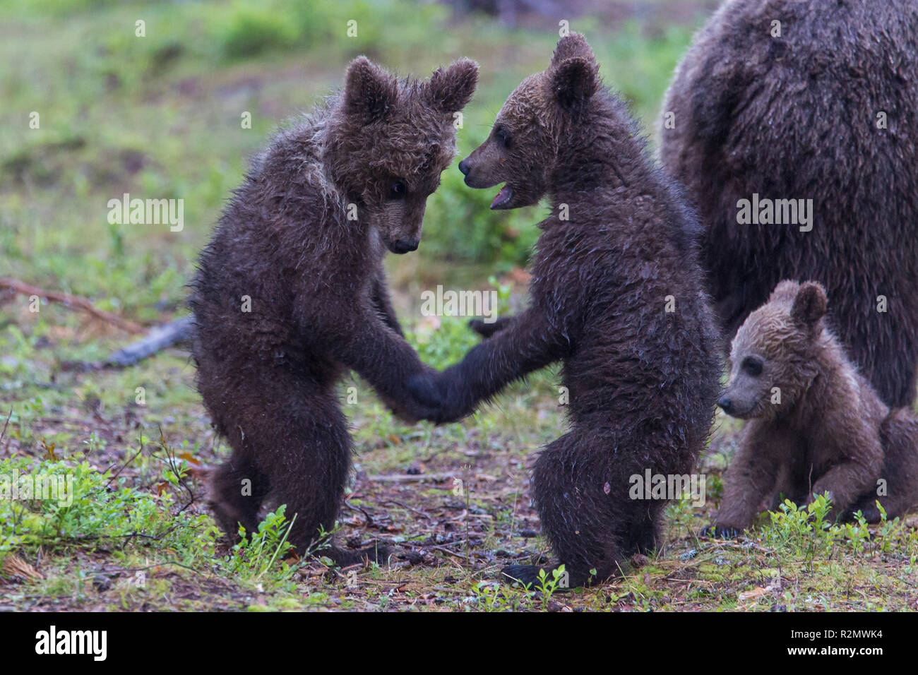 Braunbären, Usus arctos, junge Tiere spielen Stockfoto