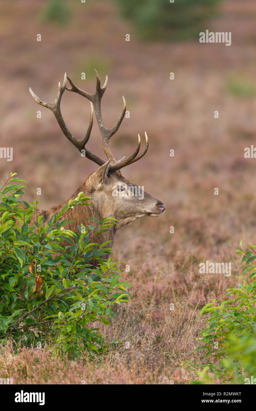 Red Deer blickt hinter einem Busch Stockfoto