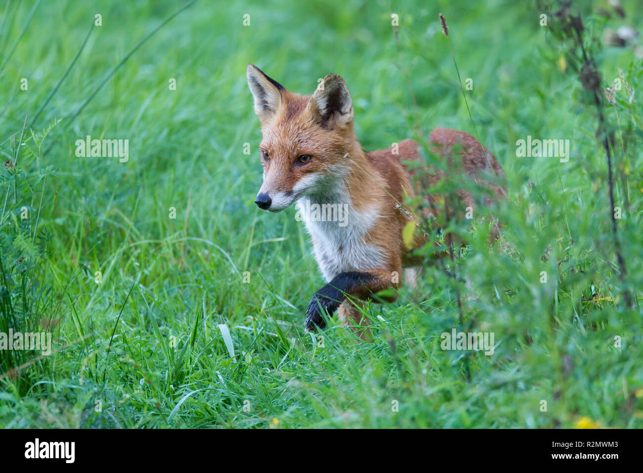 Fuchs auf der Jagd Stockfoto