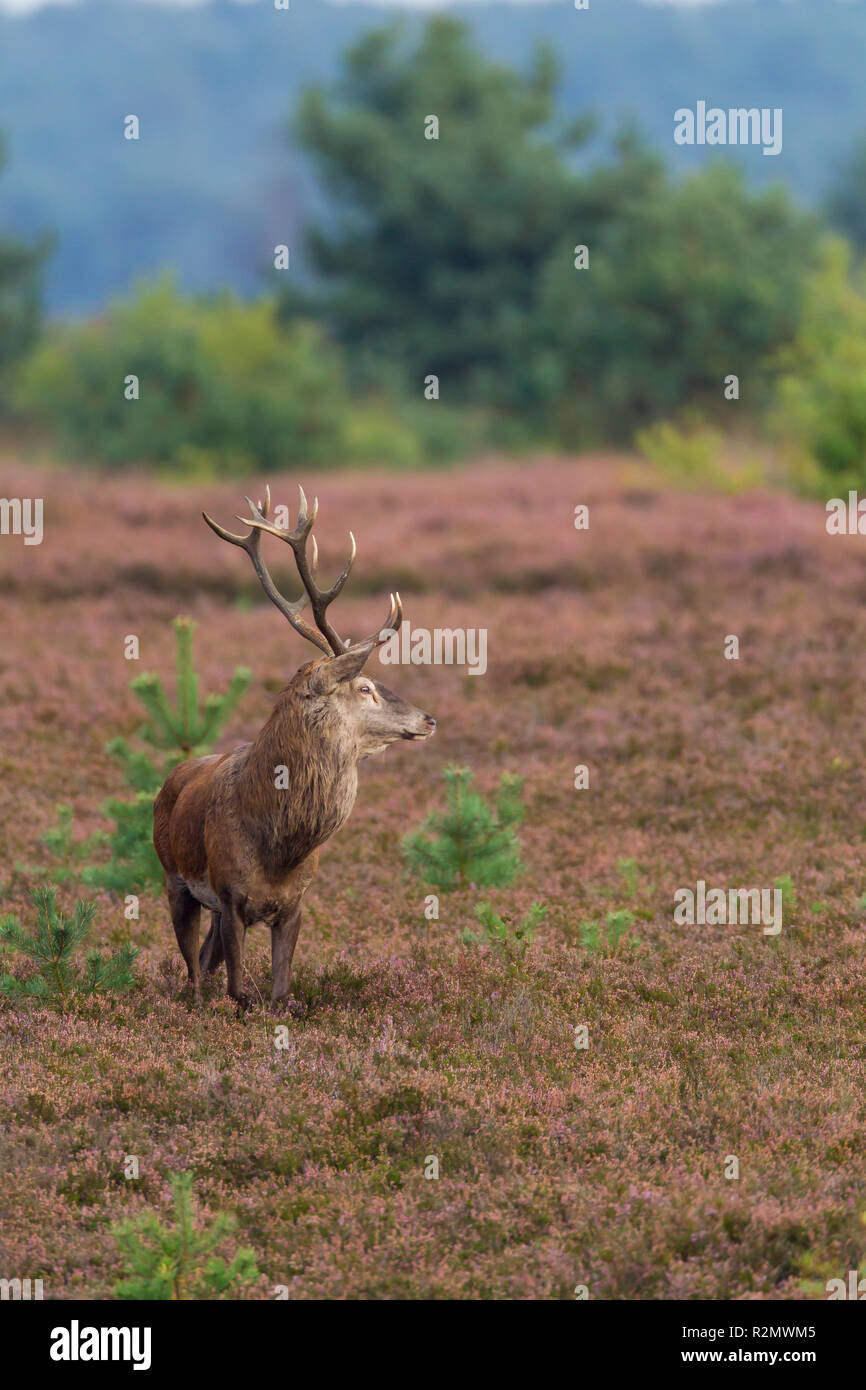 Cervid in Heather Stockfoto