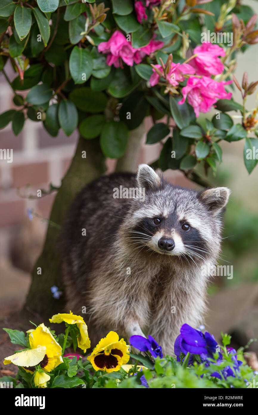 Waschbär unter den Blumen im Garten Stockfoto