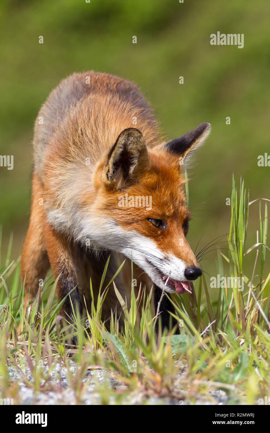 Fuchs auf der Jagd Stockfoto