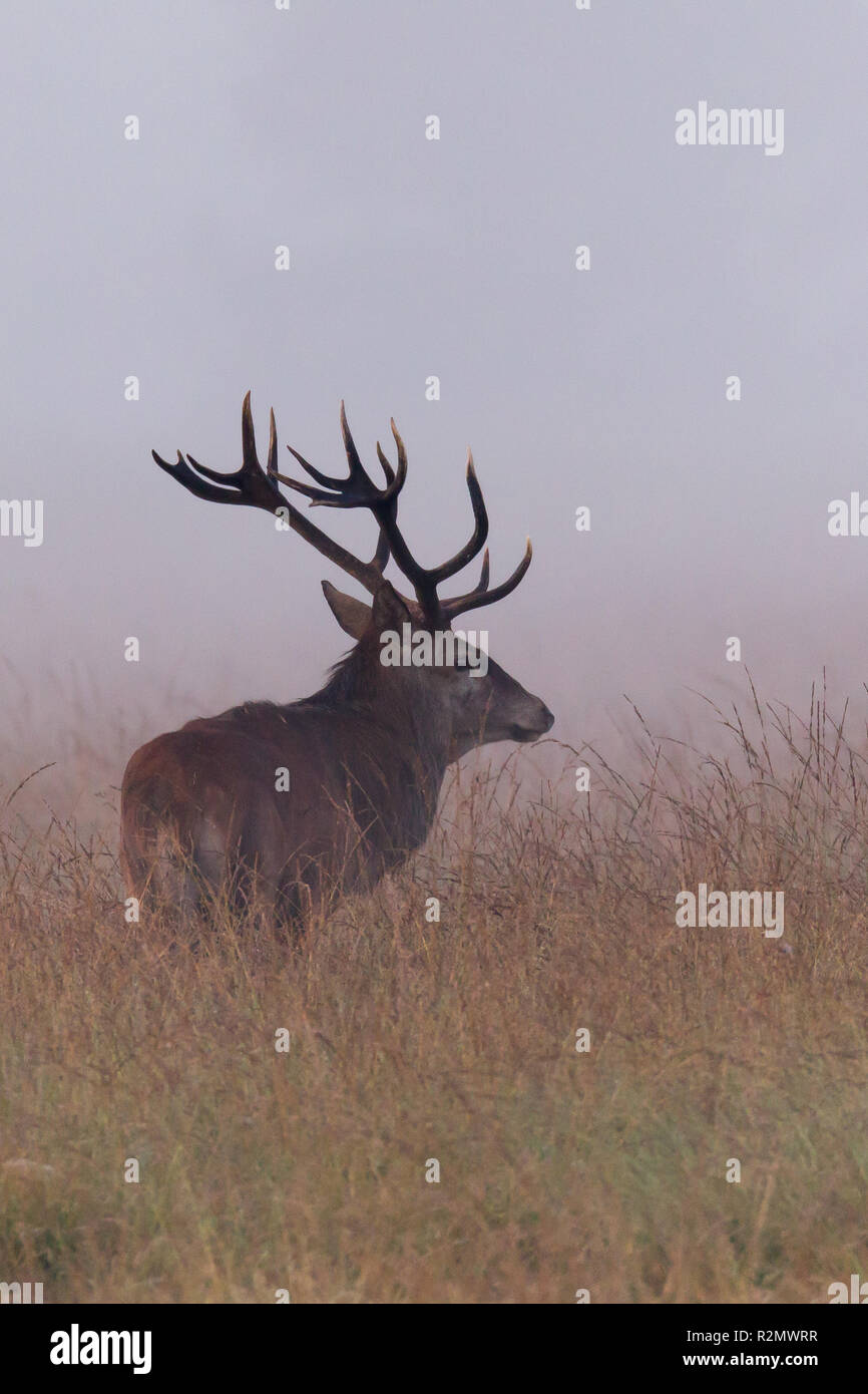 Im Morgennebel Cervid Stockfoto